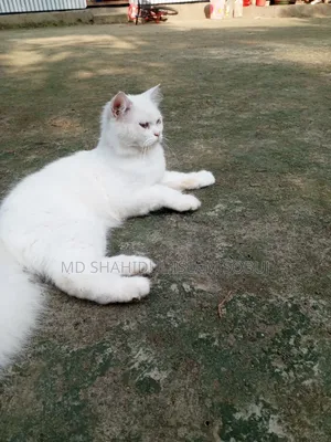 1+ Year Female Purebred Persian