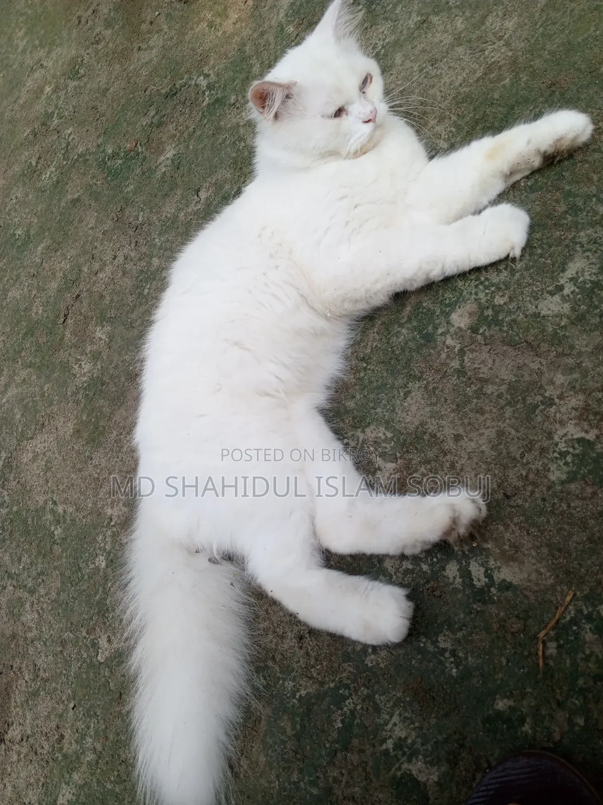 1+ Year Female Purebred Persian