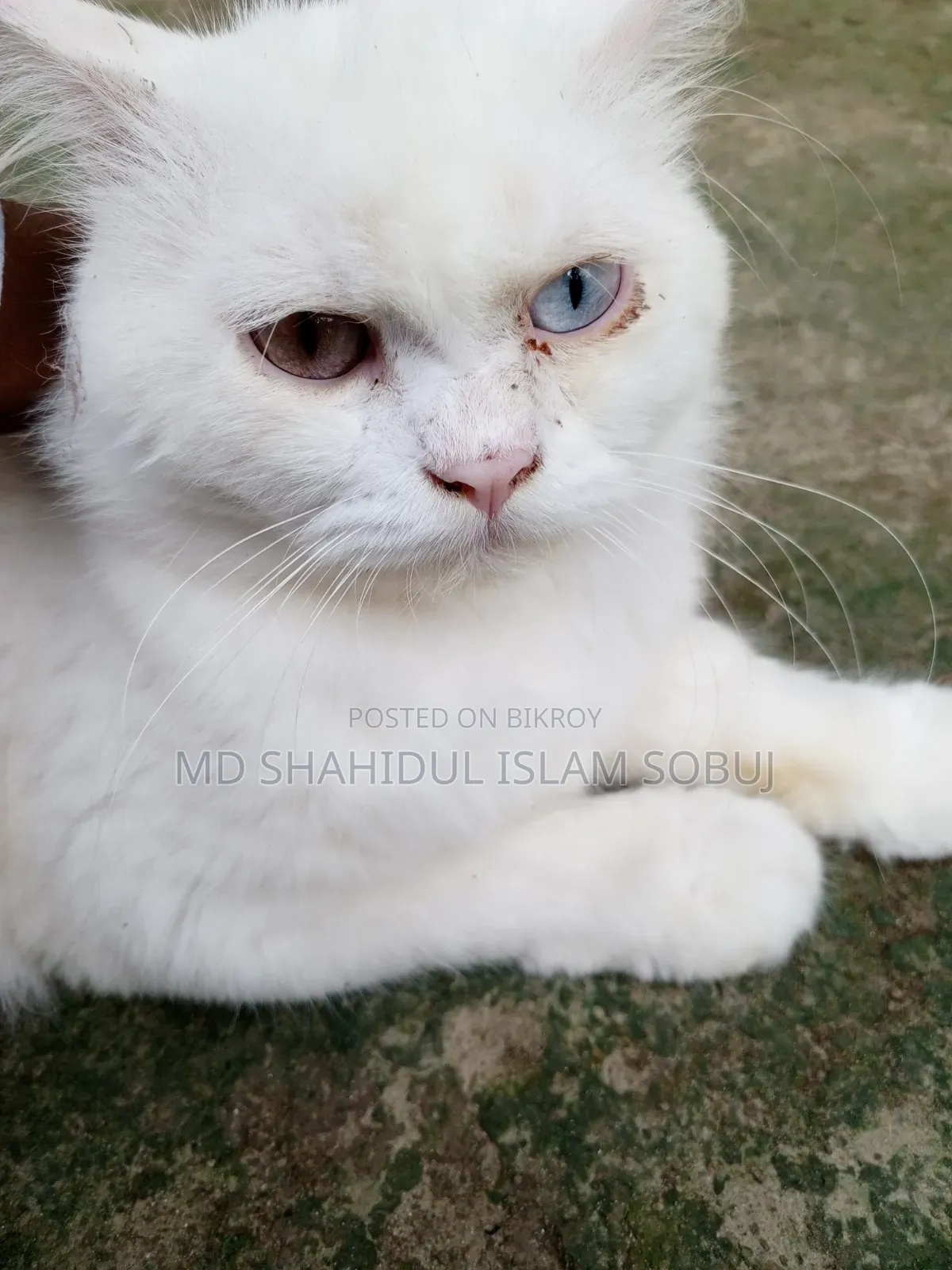 1+ Year Female Purebred Persian