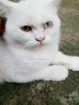 1+ Year Female Purebred Persian