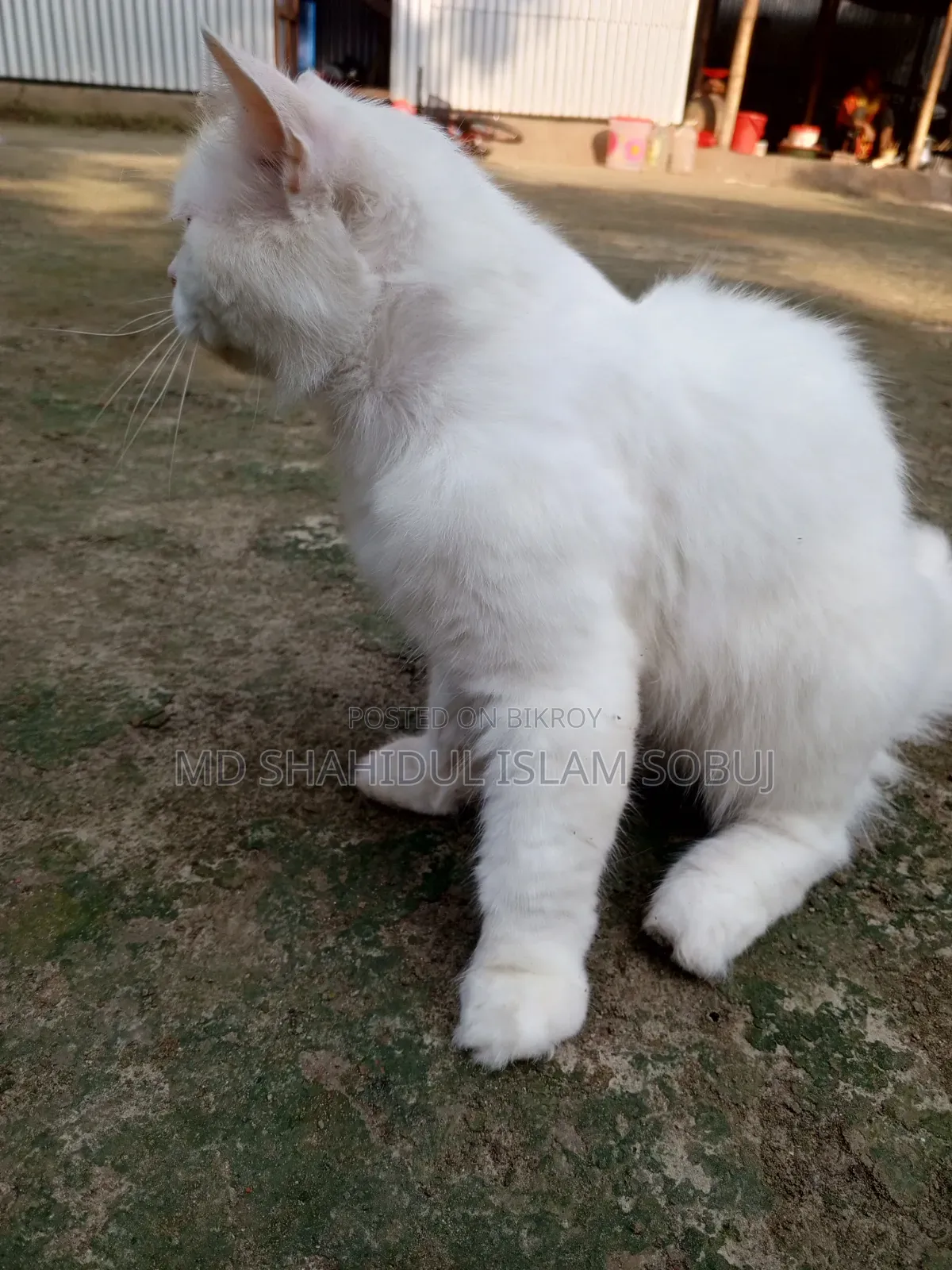 1+ Year Female Purebred Persian