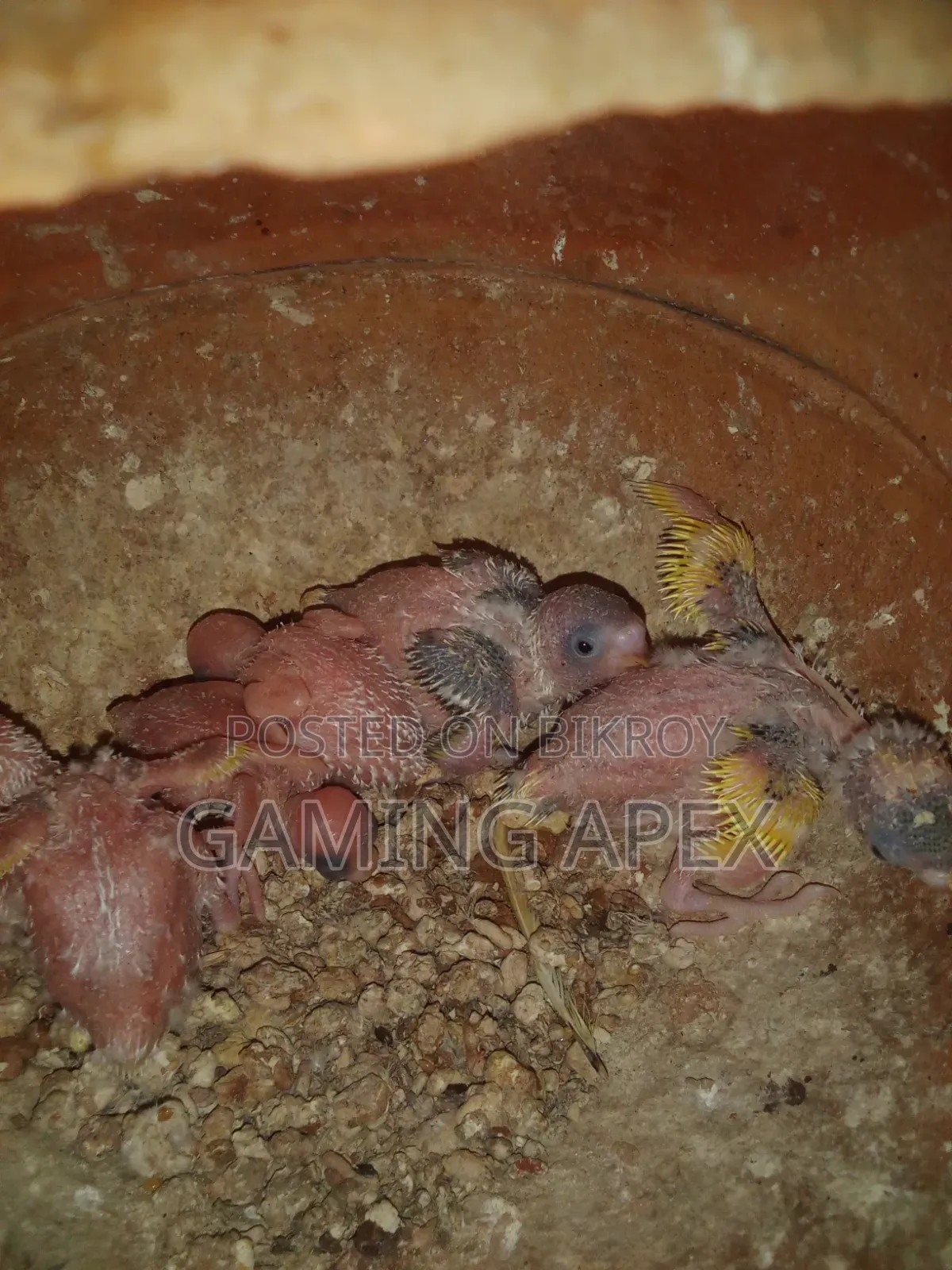 Running Birds with Chicks
