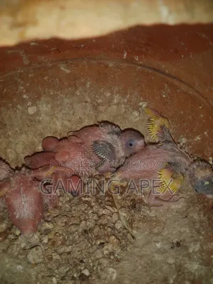 Running Birds with Chicks