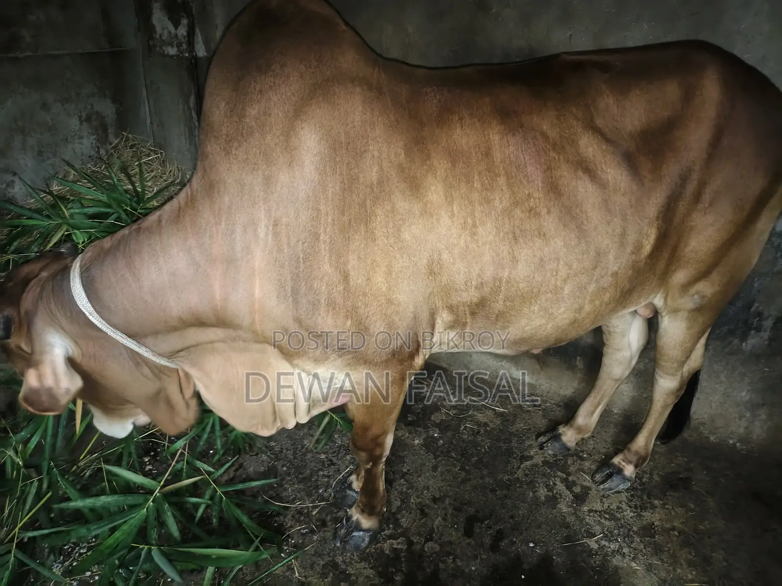 Beautiful Cow for Qurbani Sale