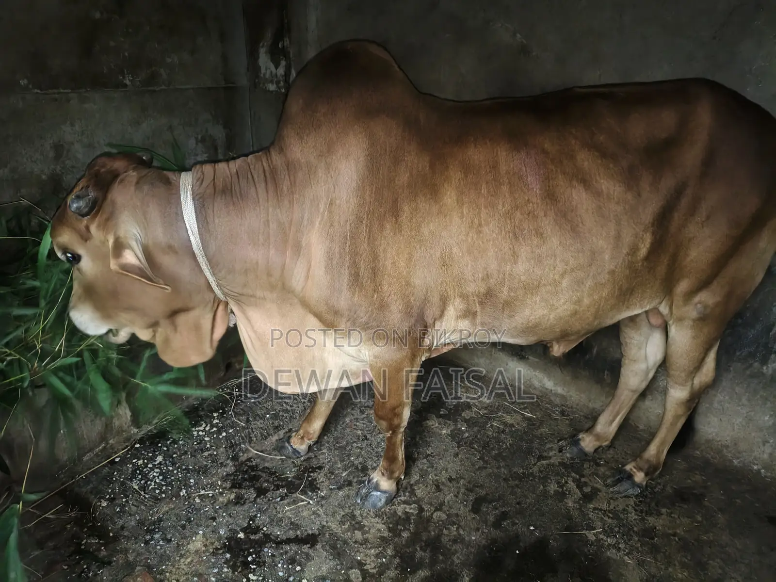 Beautiful Cow for Qurbani Sale