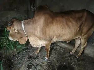 Beautiful Cow for Qurbani Sale