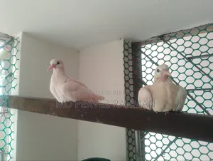 Dove Chicks