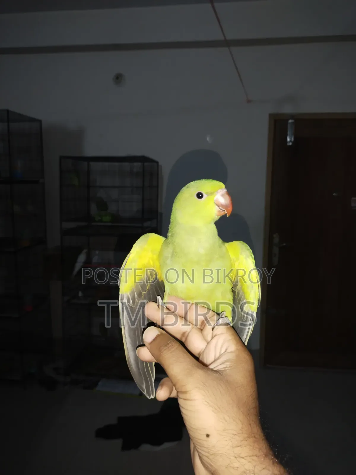 Ringneck Indian Baby Sell
