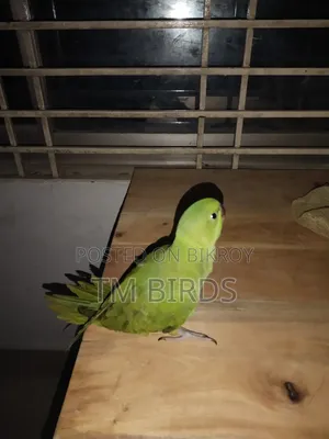 Ringneck Indian Baby Sell