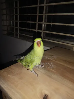 Ringneck Indian Baby Sell