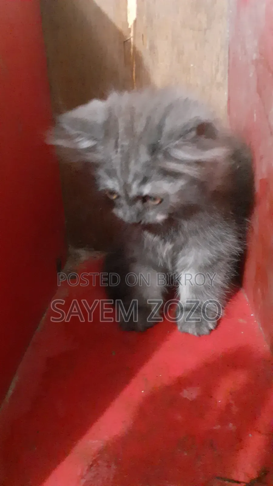১-৩ মাসের পুরুষ পিওরব্রেড পার্সিয়ান