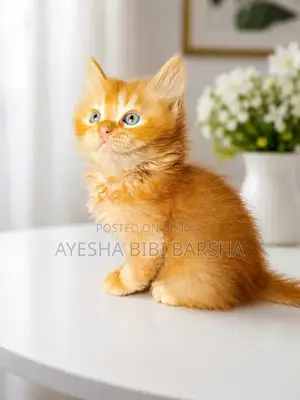 ১-৩ মাসের নর খাঁটি পার্সিয়ান
