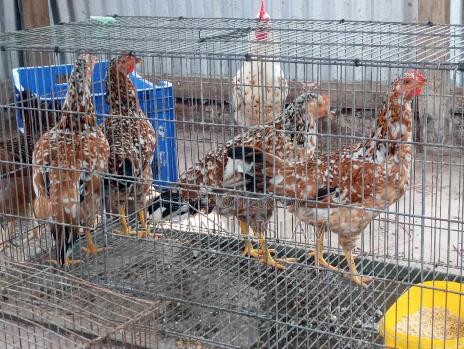 Deshi Chicken