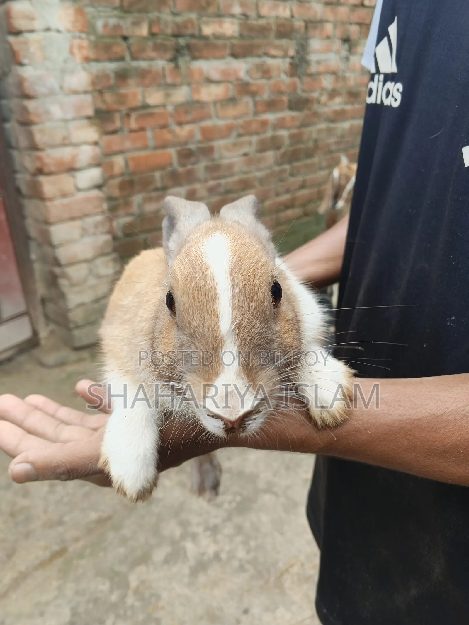 Pet Animal