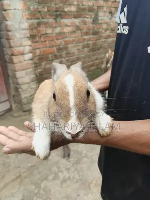 Pet Animal