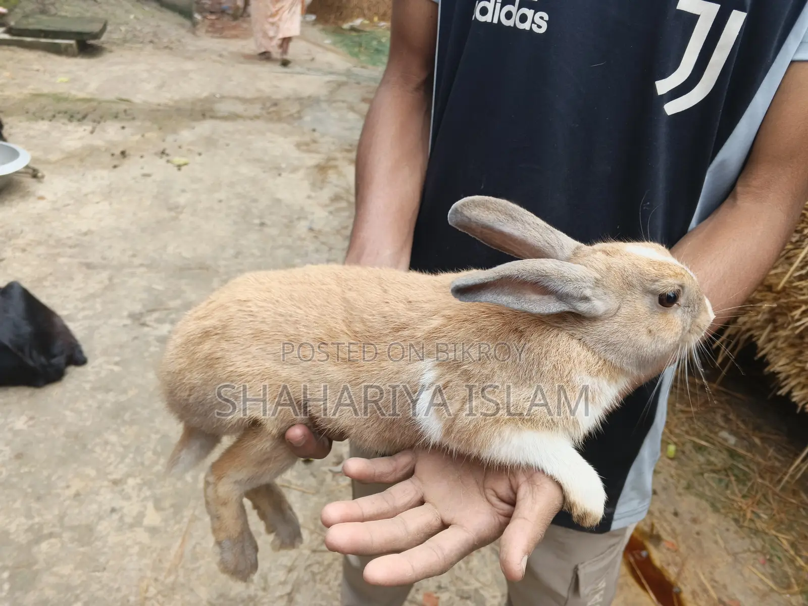 Pet Animal