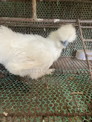 সিল্কি মুরগি এক জোড়া