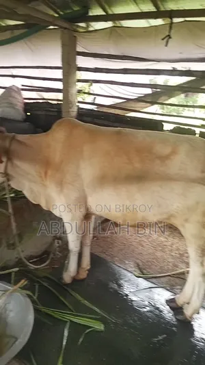 Qurbani Cow for Sale