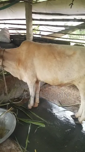 Qurbani Cow for Sale