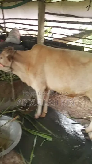 Qurbani Cow for Sale
