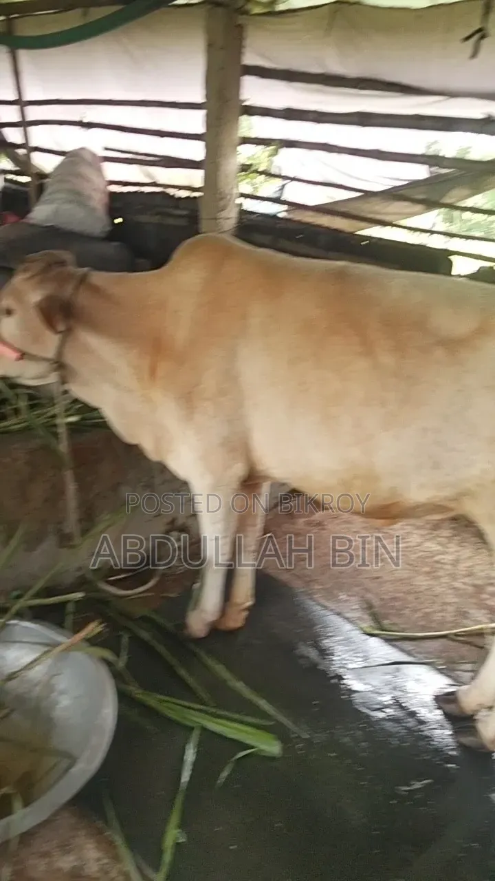 Qurbani Cow for Sale