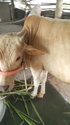 Qurbani Cow for Sale