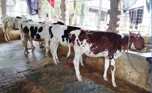 ১২২৮নং ৫টি উন্নত জাতের বকনা বাছুর ।