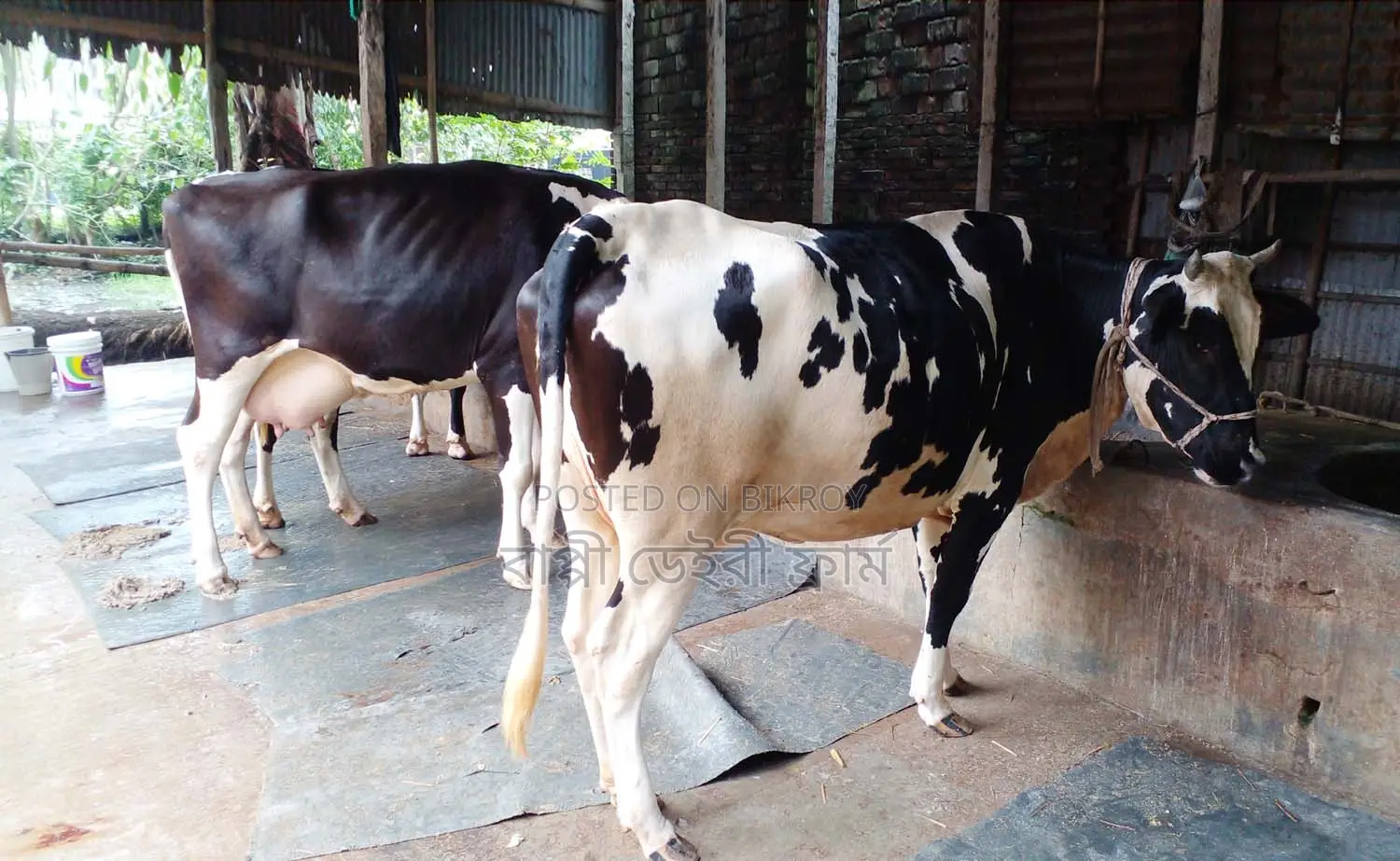 ১২২৯নং ২টি উন্নত জাতের গাভী বিক্রয় হবে।