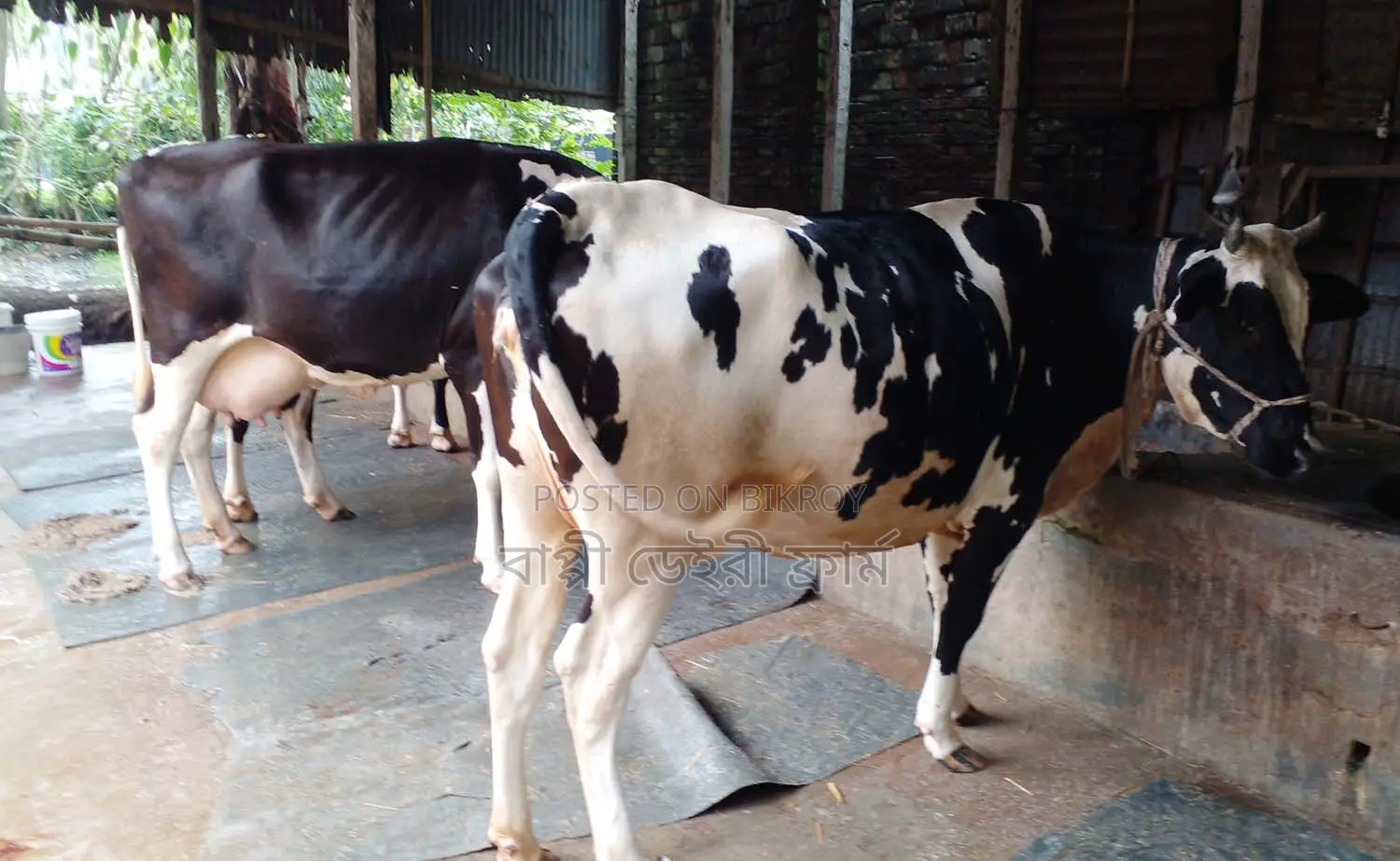 ১২২৯নং ২টি উন্নত জাতের গাভী বিক্রয় হবে।