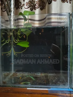 একটি একুরিয়াম বিক্রি করা হবে
