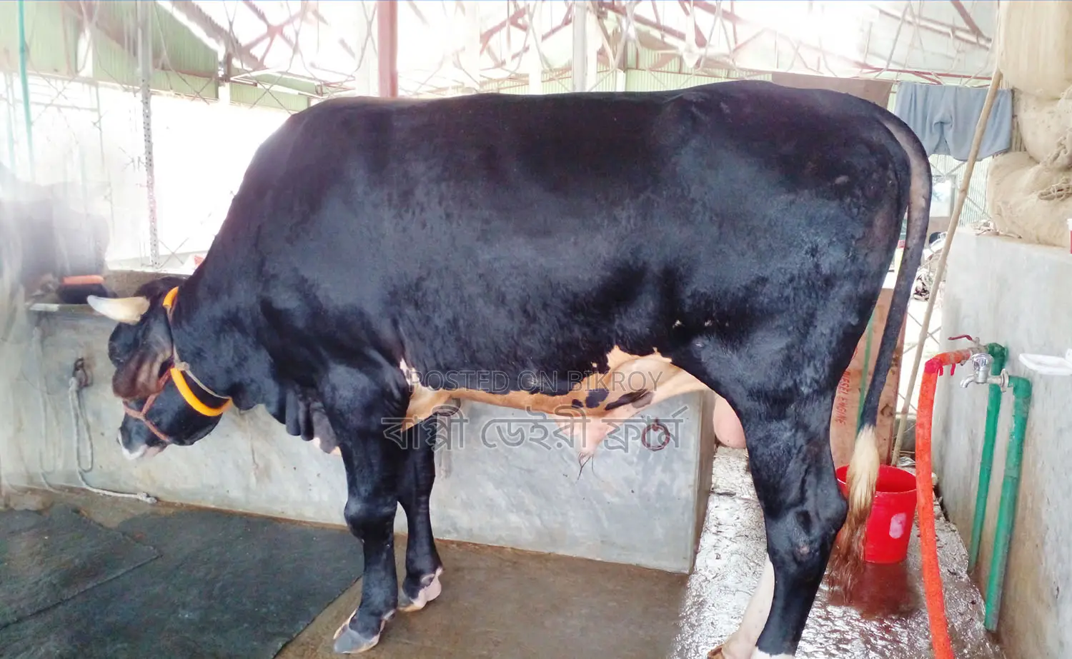 1231 No. Qurbani Bull for Sale.