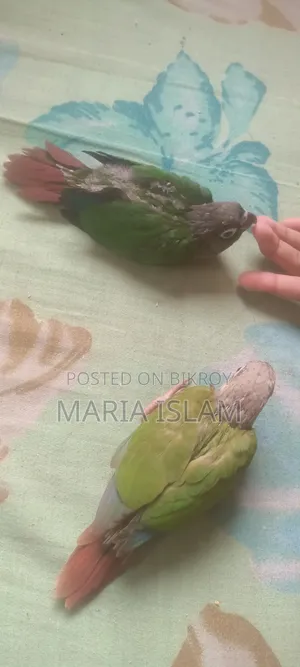 Green Cheek Conure