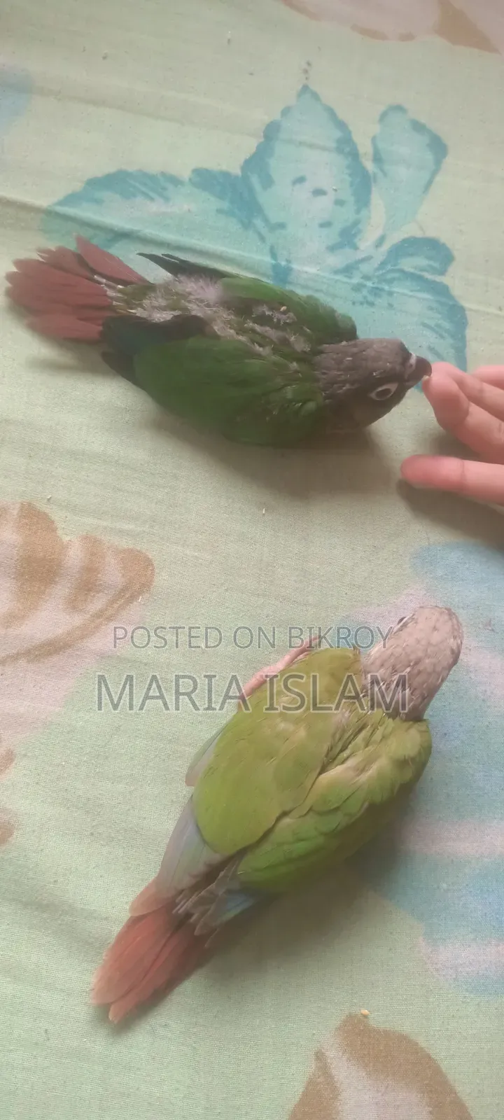 Green Cheek Conure