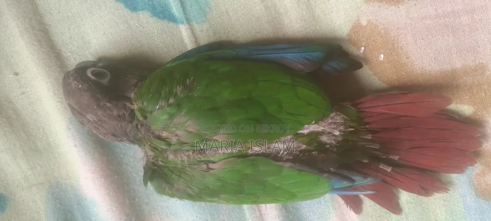 Green Cheek Conure