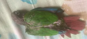 Green Cheek Conure