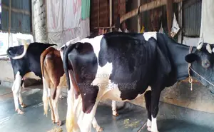 Get 3 High-Quality Cows at an Affordable Price