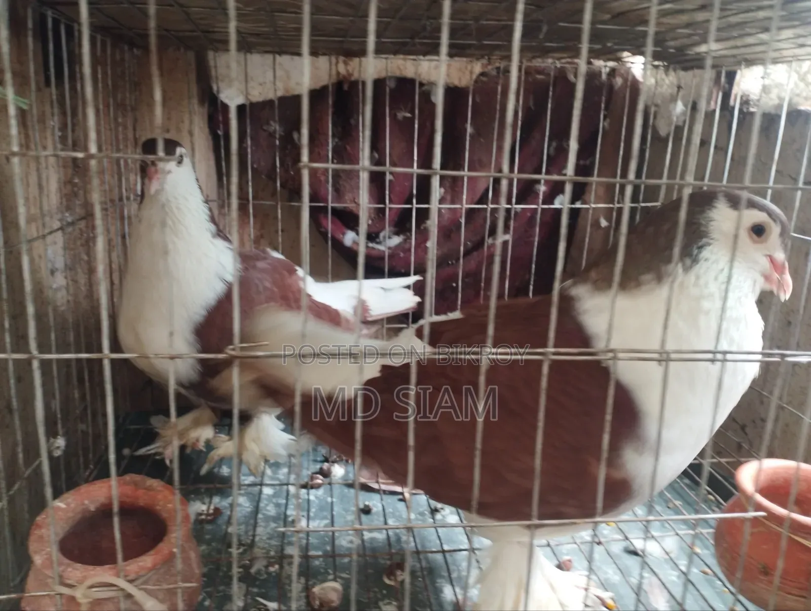 Pigeons for Sale
