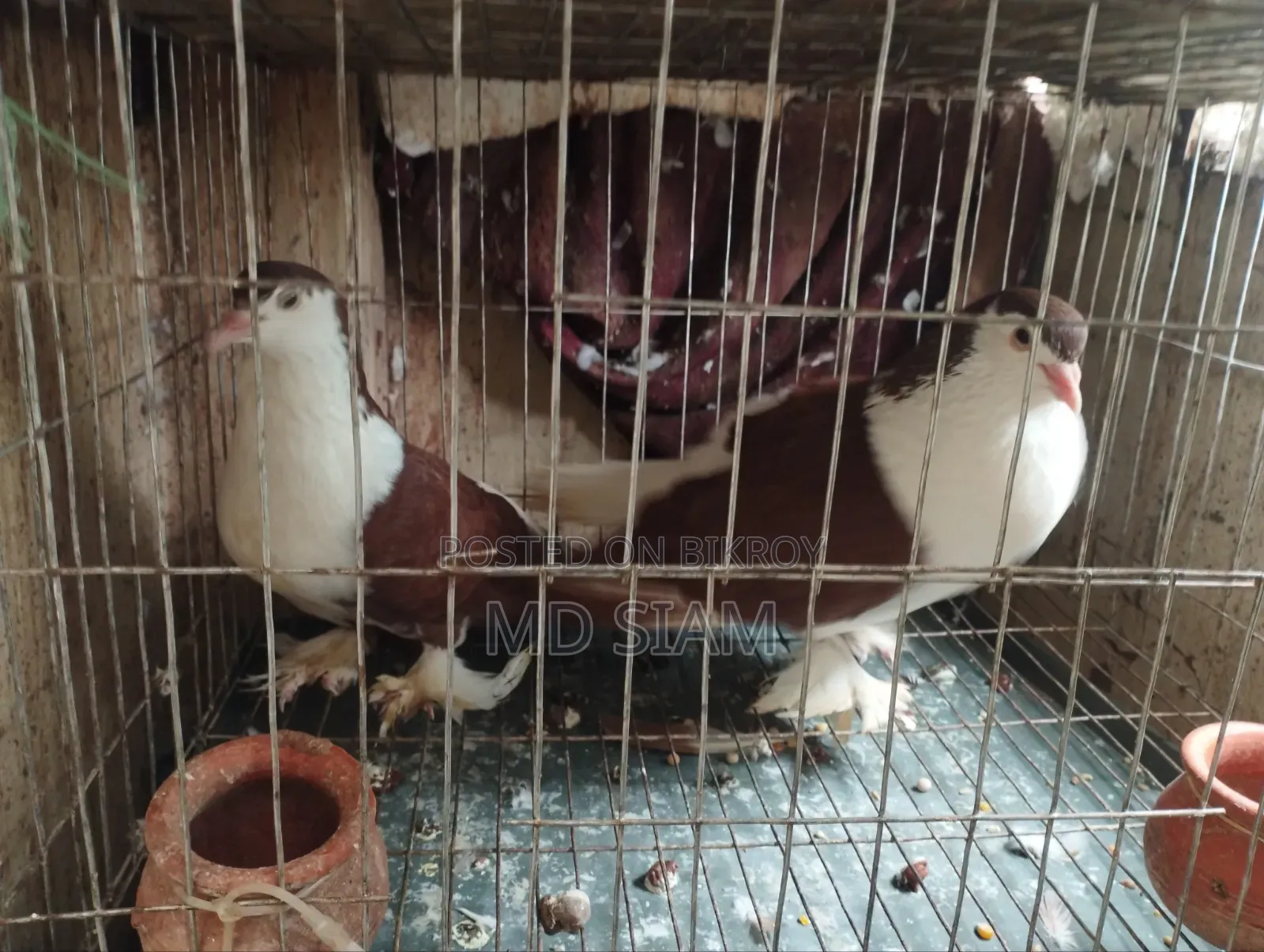 Pigeons for Sale