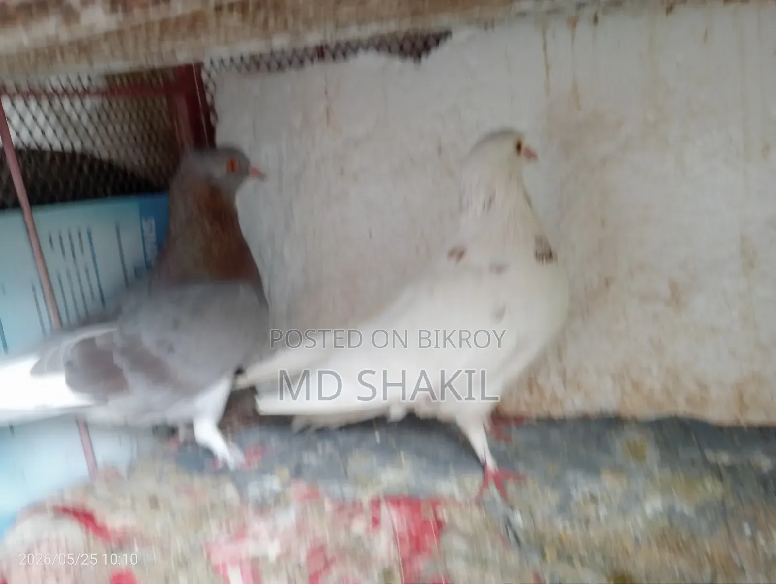 Pigeons for Sale - Laying Eggs