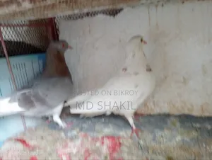 Pigeons for Sale - Laying Eggs