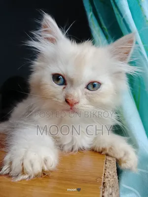 1-3 Months Male Purebred Persian