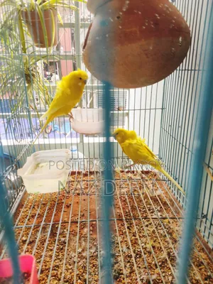 জেপি বাজ্রিগার মেইল