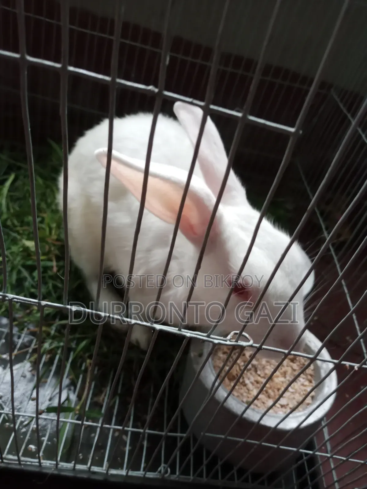 Healthy 7-month-old male rabbit, eats everything you give him.