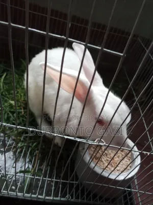 Healthy 7-month-old male rabbit, eats everything you give him.