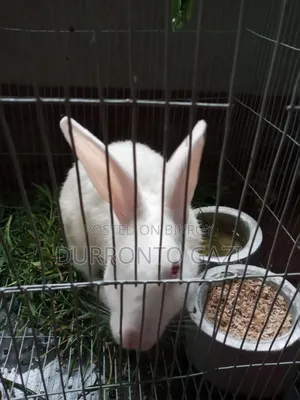 Healthy 7-month-old male rabbit, eats everything you give him.