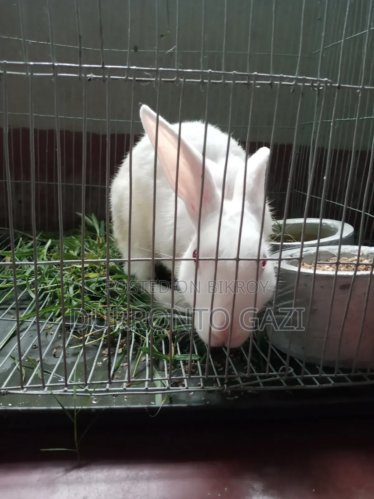 Healthy 7-month-old male rabbit, eats everything you give him.
