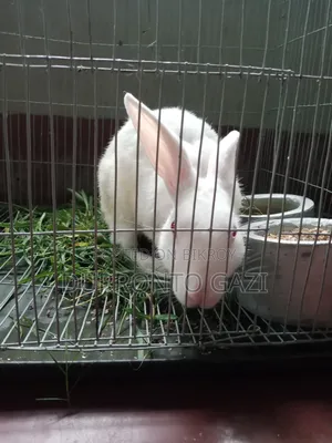Healthy 7-month-old male rabbit, eats everything you give him.