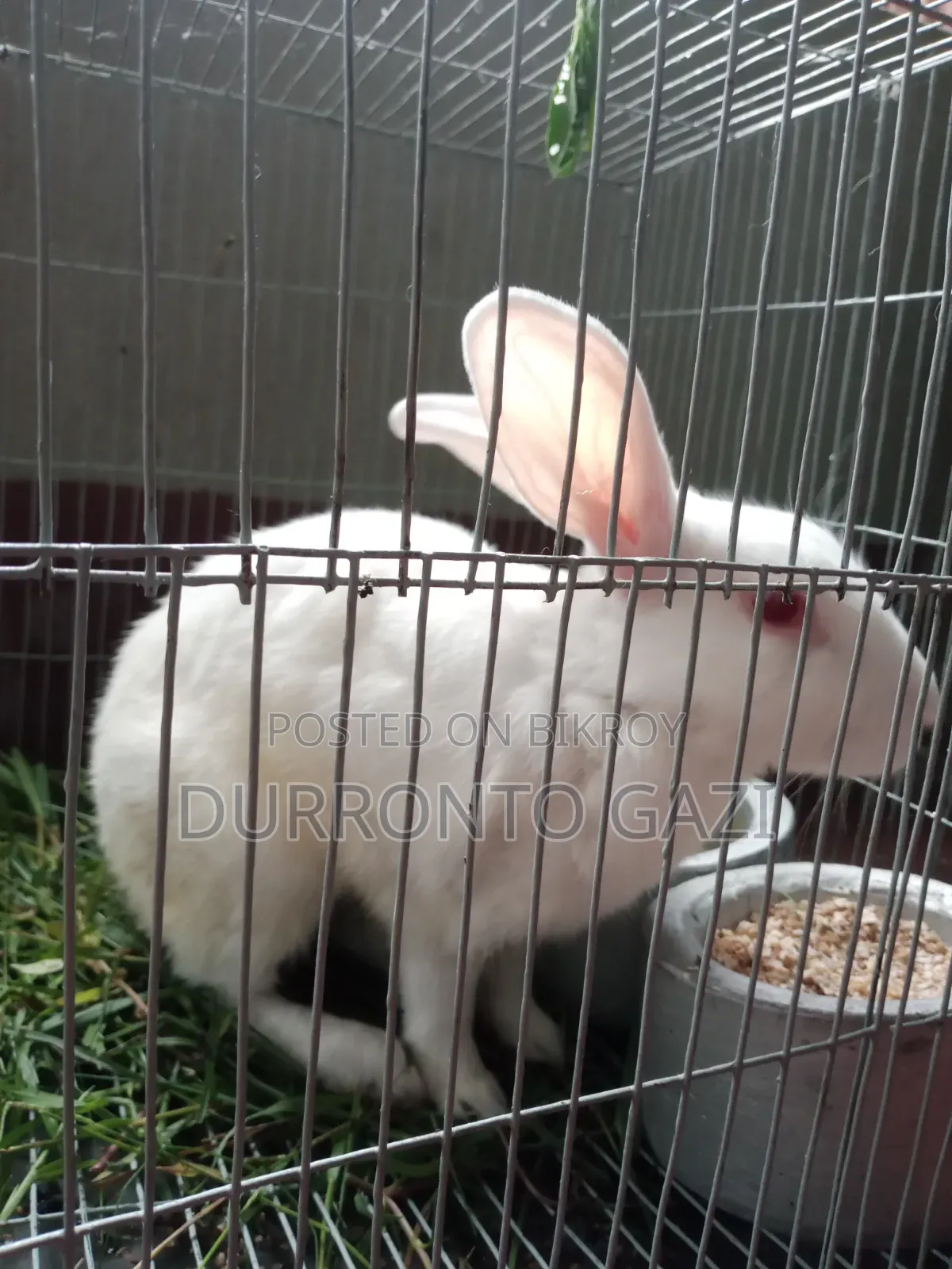Healthy 7-month-old male rabbit, eats everything you give him.