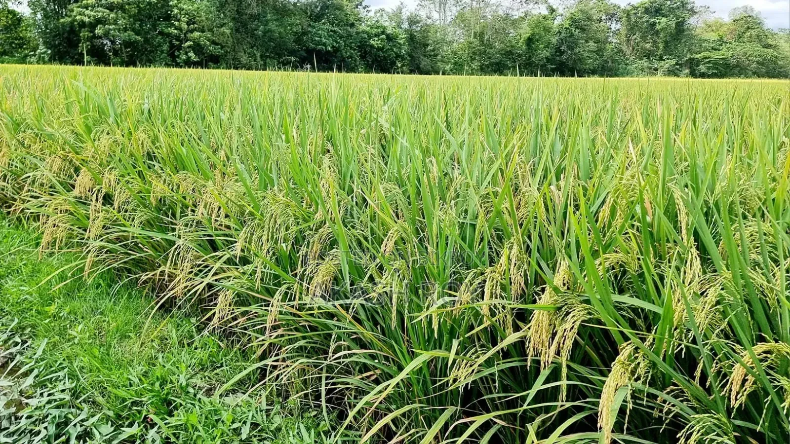 Land Sell In Kolapara Champapur
