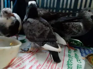 কবুতরের বাচ্চা